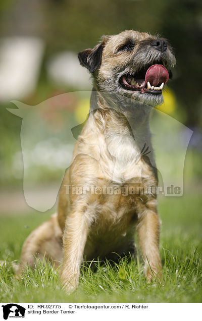 sitting Border Terrier / RR-92775