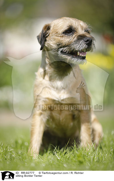 sitting Border Terrier / RR-92777