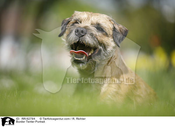 Border Terrier Portrait / RR-92784