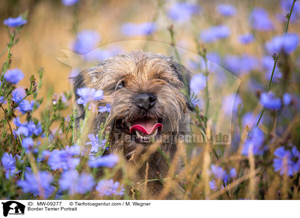 Border Terrier Portrait / MW-09277