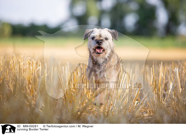 running Border Terrier / MW-09281