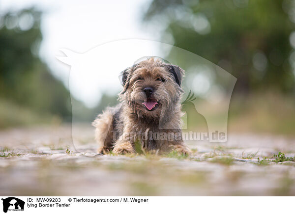 lying Border Terrier / MW-09283