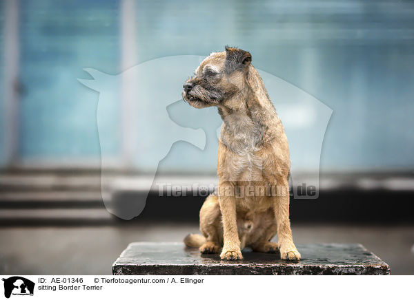 sitting Border Terrier / AE-01346