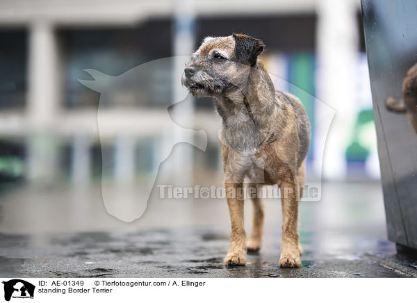 standing Border Terrier / AE-01349