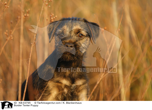 Border Terrier Puppy / KB-03795
