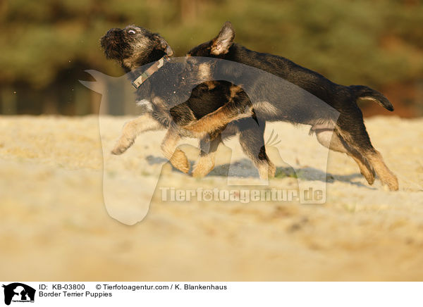 Border Terrier Puppies / KB-03800