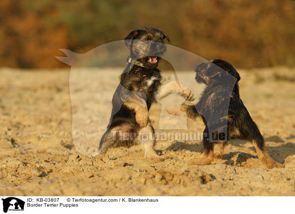 Border Terrier Puppies / KB-03807
