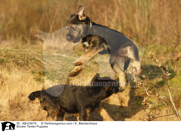 Border Terrier Puppies / KB-03816