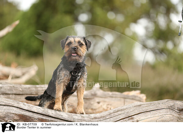 Border Terrier in summer / KB-07709