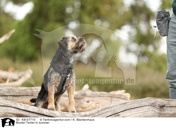 Border Terrier in summer / KB-07710