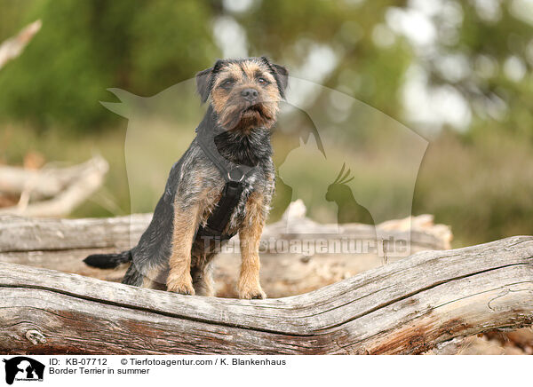 Border Terrier in summer / KB-07712