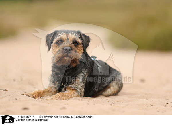 Border Terrier in summer / KB-07714