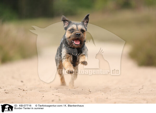 Border Terrier in summer / KB-07716