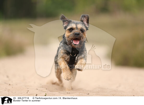 Border Terrier in summer / KB-07718