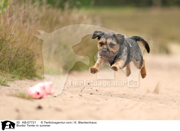 Border Terrier in summer / KB-07721