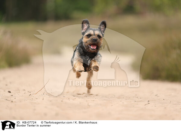 Border Terrier in summer / KB-07724