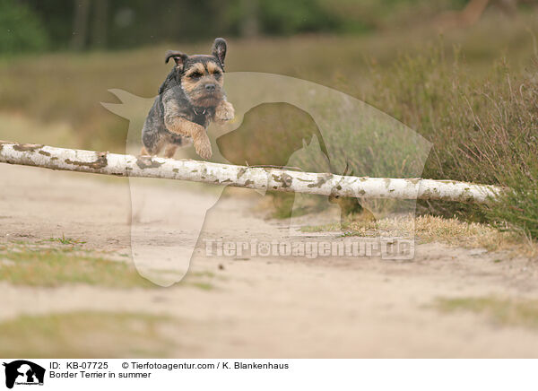 Border Terrier in summer / KB-07725