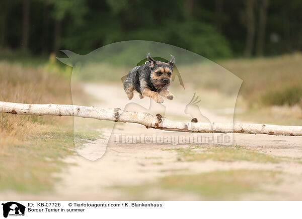 Border Terrier in summer / KB-07726