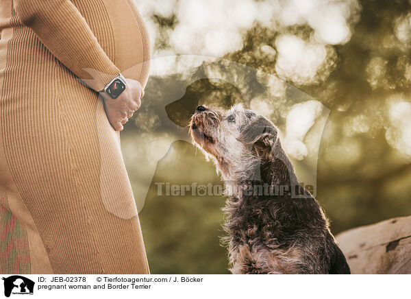 pregnant woman and Border Terrier / JEB-02378