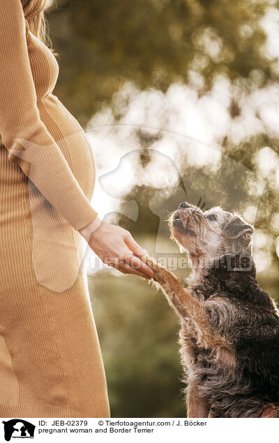 pregnant woman and Border Terrier / JEB-02379