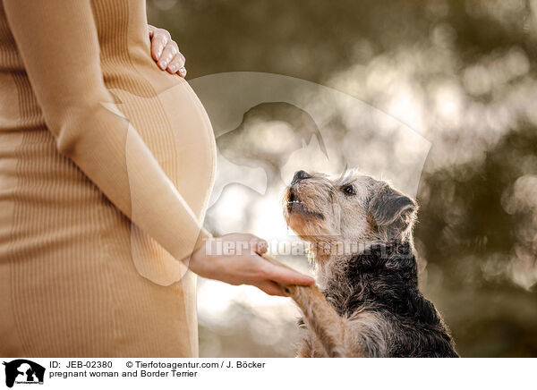 pregnant woman and Border Terrier / JEB-02380