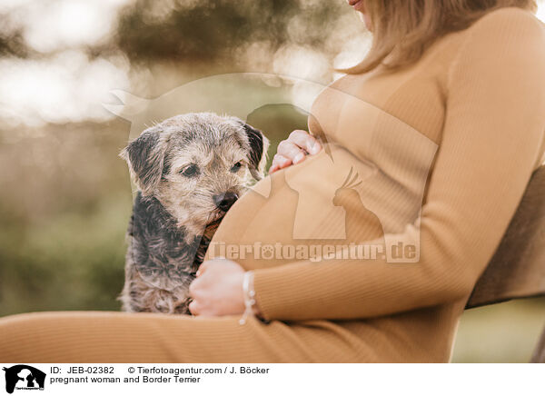 pregnant woman and Border Terrier / JEB-02382