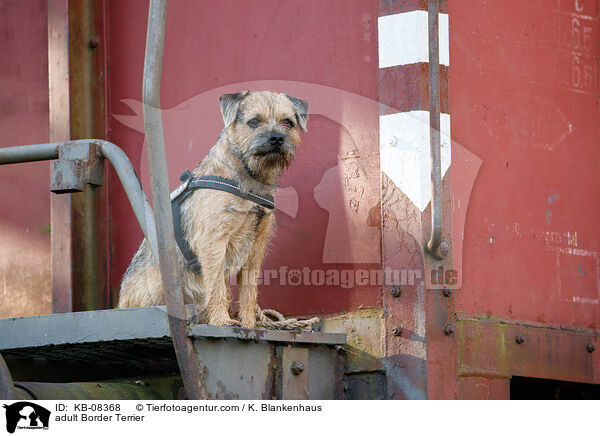 adult Border Terrier / KB-08368