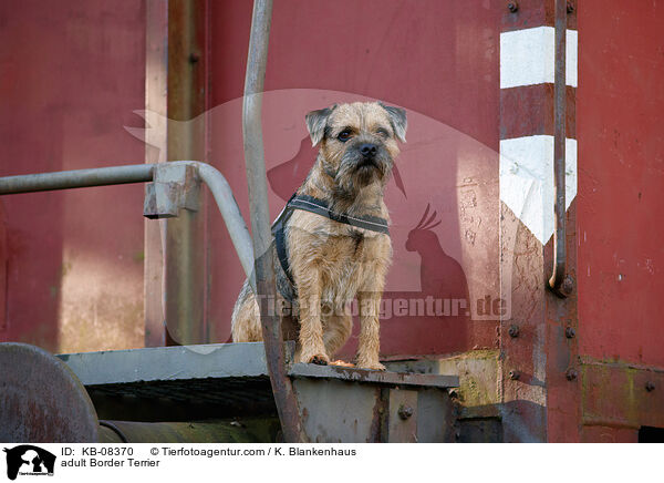 adult Border Terrier / KB-08370