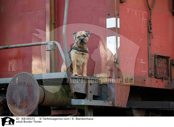 adult Border Terrier / KB-08372