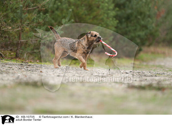 adult Border Terrier / KB-10705