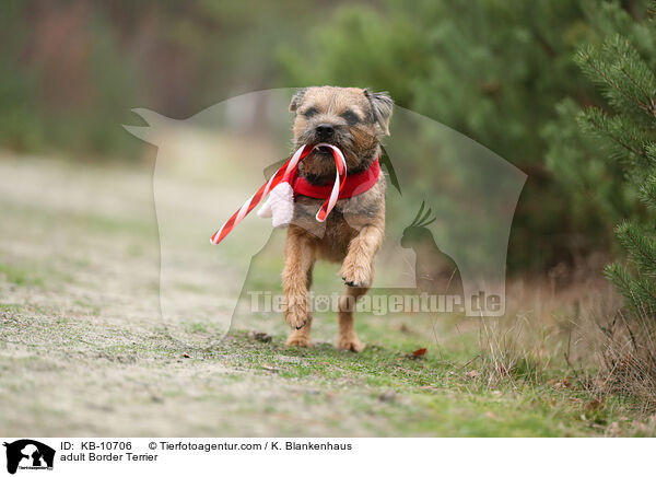 adult Border Terrier / KB-10706