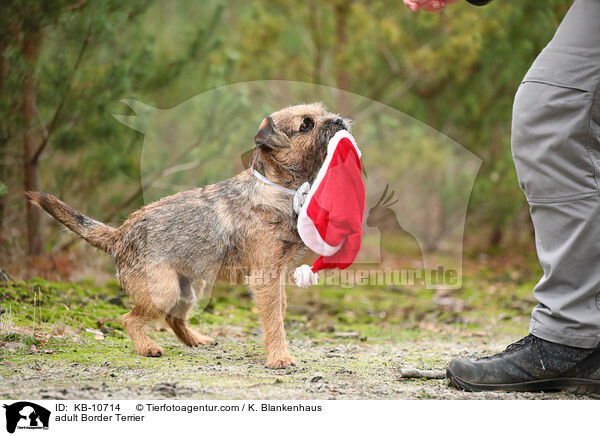 adult Border Terrier / KB-10714
