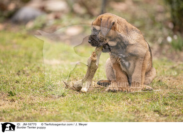 Border Terrier puppy / JM-18770