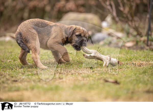 Border Terrier puppy / JM-18772