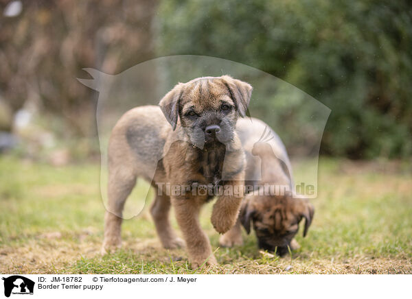 Border Terrier puppy / JM-18782