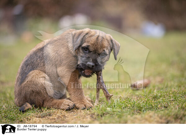 Border Terrier puppy / JM-18794