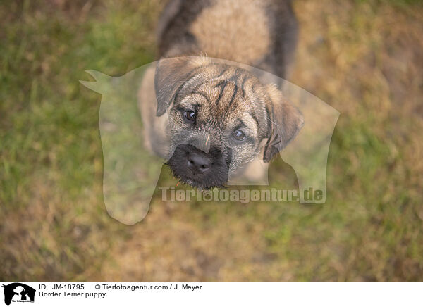Border Terrier puppy / JM-18795