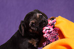 Border Terrier Puppy