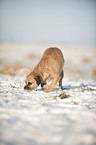 snuffling Border Terrier