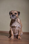 sitting Border Terrier