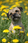 Border Terrier Portrait