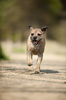 running Border Terrier