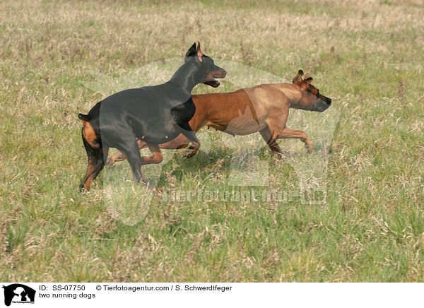 two running dogs / SS-07750