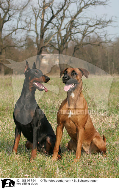 two sitting dogs / SS-07754