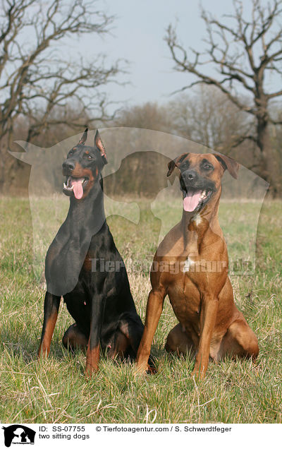 two sitting dogs / SS-07755