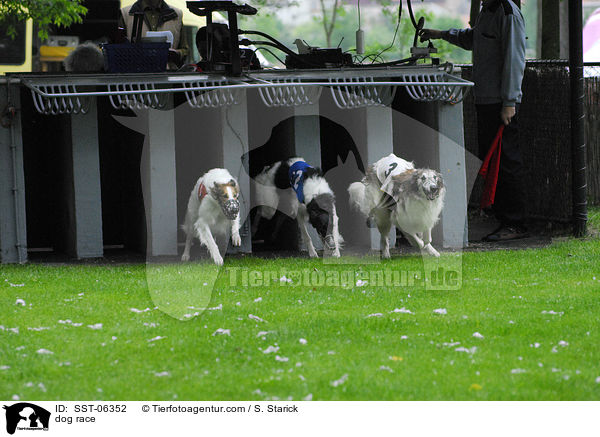 dog race / SST-06352