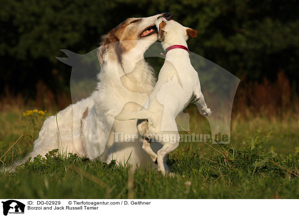 Borzoi and Jack Russell Terrier / DG-02929