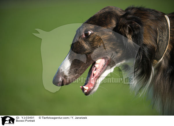 Borzoi Portrait / YJ-03491