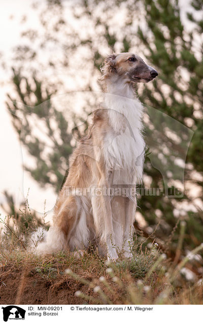 sitting Borzoi / MW-09201