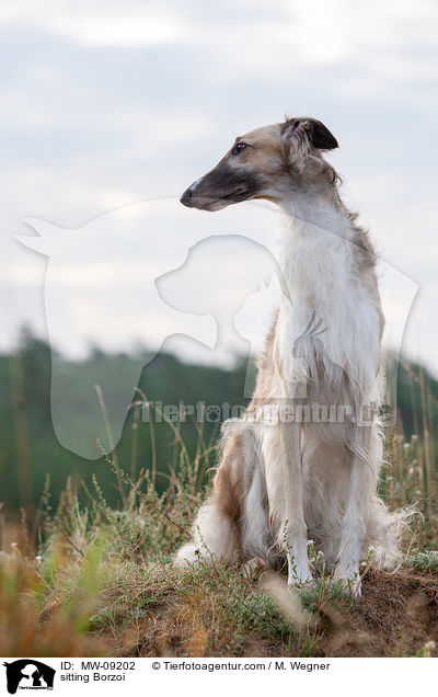 sitting Borzoi / MW-09202